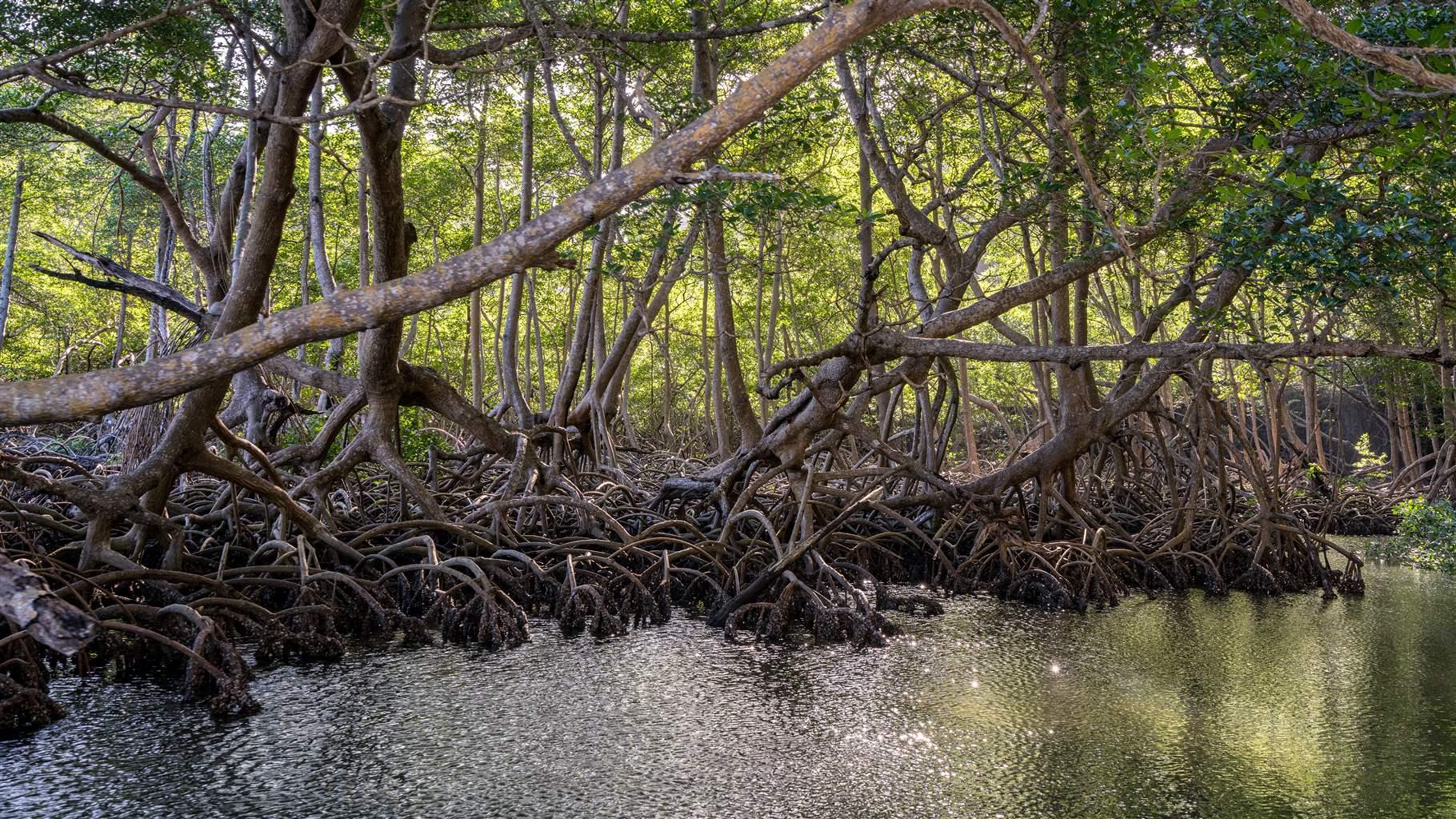 Mbweni Mangrove Beach